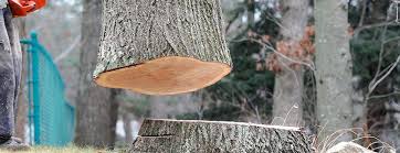 Best Tree and Shrub Care  in Murfreesboro, TN