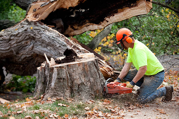 Best Leaf Removal  in Murfreesboro, TN