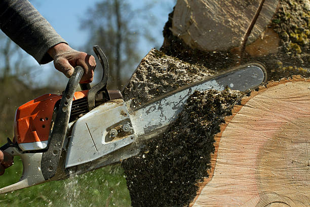 How Our Tree Care Process Works  in  Murfreesboro, TN